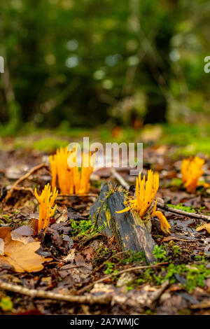 Bosco autunnale paesaggio: Calocera viscosa, comunemente noto come il giallo stagshorn. Belle Foglie di autunno e scenario. Foto Stock