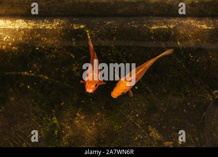 Goldfish nello stagno sulla strada a Ho Chi Minh city Vietnam Foto Stock