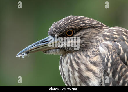 Close up di un bambino nero notte incoronato heron è rivolto verso sinistra Foto Stock