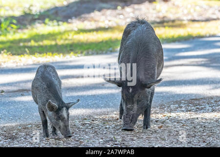 Maiale selvatico famiglia vagare in un parco in Florida Foto Stock