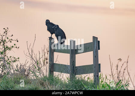 Avvoltoi nero appollaiato su un recinto in Florida Foto Stock