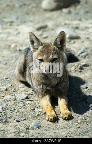 Sud Americana Gray Fox (Lycalopex griseus), Argentina Foto Stock