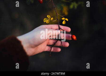 Molti rossi bacche mature sulla struttura sottile o rami di bush nella foresta Foto Stock