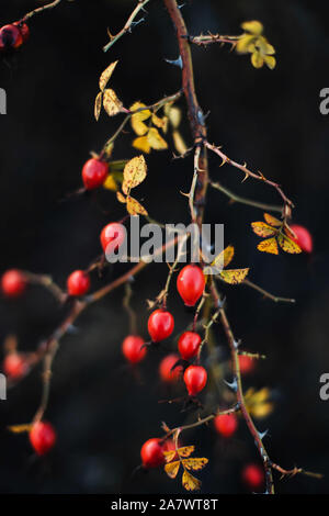Molti rossi bacche mature sulla struttura sottile o rami di bush nella foresta Foto Stock