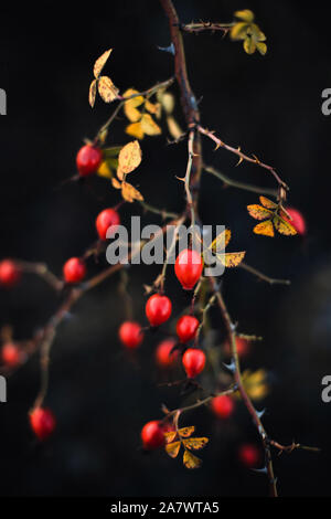 Molti rossi bacche mature sulla struttura sottile o rami di bush nella foresta Foto Stock