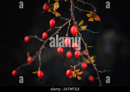 Molti rossi bacche mature sulla struttura sottile o rami di bush nella foresta Foto Stock