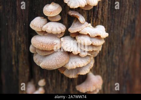 Congelati e glassati funghi Oyster su un moncone morto Foto Stock