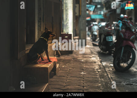 Un solitario incatenato cane indossa un collare attende il suo proprietario per le strade di Hanoi, Vietnam Asia durante una splendida alba Foto Stock