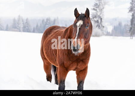 Cavallo marrone permanente sulla coperta di neve campo, vista dalla parte anteriore, offuscata alberi in background Foto Stock