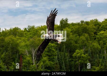 Un Americano aquila calva piomba sopra l'acqua per la cattura di un pesce trota in lago nel Northwoods villaggio di Boulder Junction, Wisconsin. Foto Stock