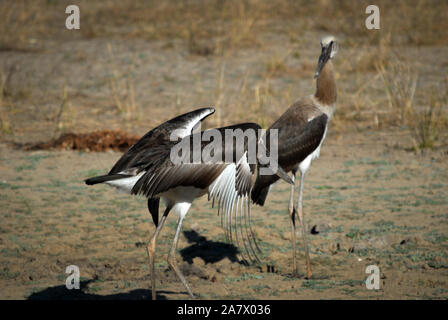 Due giovani Sella da cavallo-fatturati cicogna nel sud Luangwa Park, Mfuwe, Zambia. Foto Stock