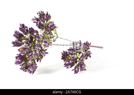 Origano - Origanum vulgare - aka. dolce origano foglie e fiori secchi, isolati su sfondo bianco Foto Stock