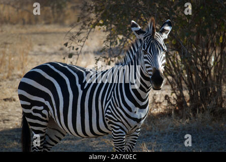 Zebra nel sud Luangwa Park, Mfuwe, Zambia. Foto Stock