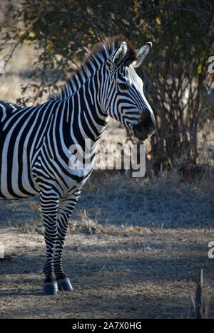 Zebra nel sud Luangwa Park, Mfuwe, Zambia. Foto Stock