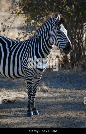 Zebra nel sud Luangwa Park, Mfuwe, Zambia. Foto Stock