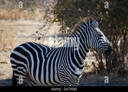 Zebra nel sud Luangwa Park, Mfuwe, Zambia. Foto Stock