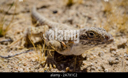 Mojave fringe-toed lizard nel deserto di Mojave, STATI UNITI D'AMERICA Foto Stock