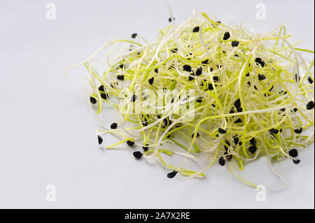 Aglio fresco erba cipollina semi germinali su sfondo bianco..i germogli aggiungere sapore a tutti i tipi di ricette. Sana e pulita di mangiare concetto. Foto Stock