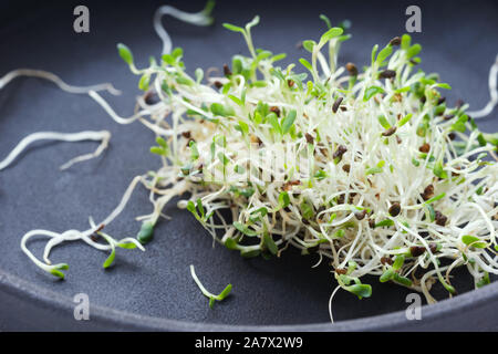 Germogliato di semi di erba medica su sfondo grigio. Laici piana .semi vegetali per materie la dieta alimentare, micro green mangiare sano concetto. Foto Stock