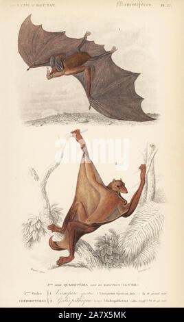 Bat spettrale, Vampyrum spectrum, e Sunda lemuri volanti, Galeopterus variegatus. Handcolored incisione di Fournier dopo una illustrazione da Meunier da Charles d'Orbigny's Dictionnaire Universel d'Histoire Naturelle (Dizionario di storia naturale), Paris, 1849. Foto Stock