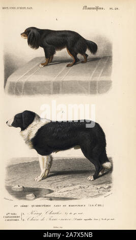 King Charles Spaniel Barbet e razze di cani, Canis lupus familiaris. Handcolored incisione di Fournier dopo una illustrazione da Edouard Travies da Charles d'Orbigny's Dictionnaire Universel d'Histoire Naturelle (Dizionario di storia naturale), Paris, 1849. Foto Stock