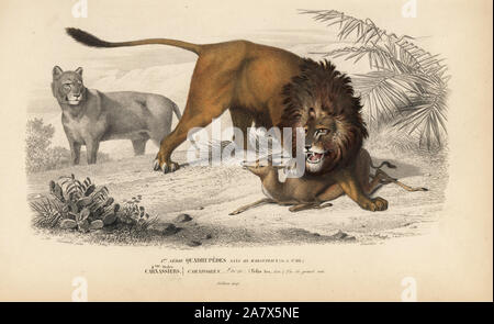 Lion Panthera leo, caccia un antilope mentre una femmina di lion orologi. Vulnerabili.Handcolored incisione di Fournier dopo una illustrazione da Susemihl da Charles d'Orbigny's Dictionnaire Universel d'Histoire Naturelle (Dizionario di storia naturale), Paris, 1849. Foto Stock