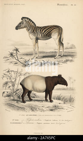 Mountain zebra, Equus zebra (vulnerabili) e tapiro: la malese, Tapirus indicus (pericolo). Handcolored incisione di Annedouche dopo una illustrazione di Werner da Charles d'Orbigny's Dictionnaire Universel d'Histoire Naturelle (Dizionario di storia naturale), Paris, 1849. Foto Stock