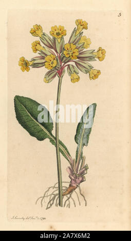 Cowslip comune, Primula veris. Handcolored incisione su rame dopo un disegno da James Sowerby per James Smith è inglese botanica, 1791. Foto Stock