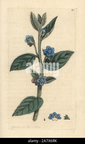 Evergreen bugloss, Pentaglottis sempervirens (Evergreen alkanet, Anchusa sempervirens). Handcolored incisione su rame dopo una illustrazione di James Sowerby da James Smith è inglese botanica, Londra, 1792. Foto Stock