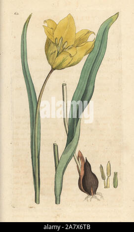Tulipano selvatico, Tulipa sylvestris. Handcolored incisione su rame dopo una illustrazione di James Sowerby da James Smith è inglese botanica, Londra, 1792. Foto Stock