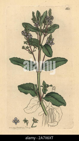 Brooklime, Veronica beccabunga. Handcolored incisione su rame dopo un disegno da James Sowerby per James Smith è inglese botanica, 1799. Foto Stock