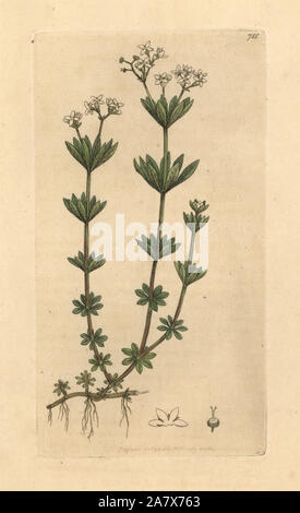 Bedstraw Sweetscented, Galium odoratum (Sweet woodruff o woodroof, asperula odorata). Handcolored incisione su rame dopo un disegno da James Sowerby per James Smith è inglese botanica, 1800. Foto Stock