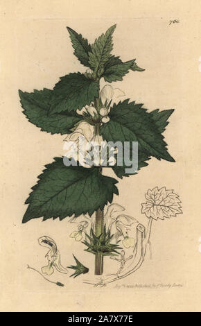 Morti Bianche di ortica, Lamium album. Handcolored incisione su rame dopo un disegno da James Sowerby per James Smith è inglese botanica, 1800. Foto Stock