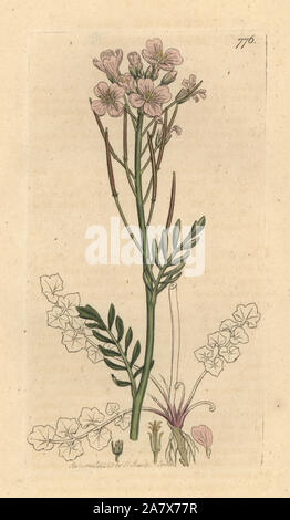 Prato ladies' smock, cardamine pratensis. Handcolored incisione su rame dopo un disegno da James Sowerby per James Smith è inglese botanica, 1800. Foto Stock