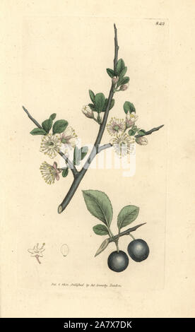 Sloe o prugnolo albero, Prunus spinosa. Handcolored incisione su rame dopo un disegno da James Sowerby per James Smith è inglese botanica, 1801. Foto Stock