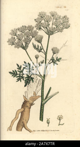 Poison hemlock, Conium maculatum. Handcolored incisione su rame dopo un disegno da James Sowerby per James Smith è inglese botanica, 1803. Foto Stock