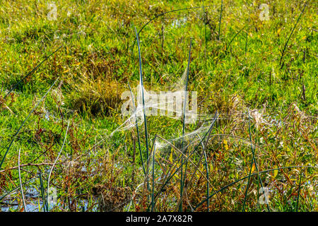 Occupato ragni hanno creato reti per catturare la preda a La Merced National Wildlife Refuge in Cnetral Valley della California Foto Stock