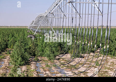 Ceppo industriale Hemp 'Frosted Lime', Cannabis sativa, colture in maturazione, sistema di irrigazione lineare semovente. Foto Stock