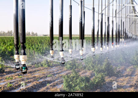 La canapa industriale maturando, "calce smerigliato' ceppo, Cannabis sativa, CBD ricca di deformazione lineare, semoventi sistema di irrigazione in funzione. Foto Stock