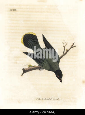 A testa nera, bulbul Pycnonotus atriceps (a testa nera, shrike Lanius melanocephalus). Nativo di Hawaii secondo Latham, Australia secondo Shaw. Copperplate Handcolored disegnato e inciso da John Latham dal proprio una storia generale di uccelli, Winchester, 1822. Foto Stock