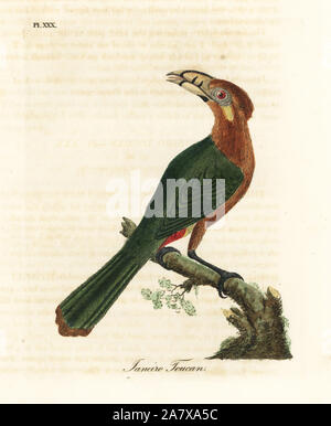 Spot-fatturati toucanet, Selenidera maculirostris, femmina. Janeiro toucan. Copperplate Handcolored disegnato e inciso da John Latham dal proprio una storia generale di uccelli, Winchester, 1822. Foto Stock