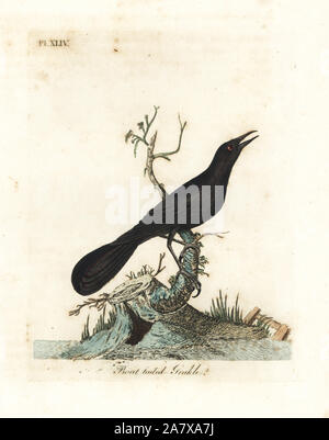 Barca-tailed grackle, Quiscalus principali (barca-tailed grakle, Gracula barita). Copperplate Handcolored disegnato e inciso da John Latham dal proprio una storia generale di uccelli, Winchester, 1822. Foto Stock