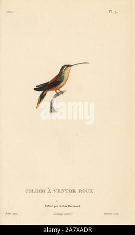 Rufous-breasted eremita, Glaucis hirsutus (Trochilus rufigaster). Handcolored incisione in acciaio da Coutant dopo una illustrazione di Jean-Gabriel Pretre dal rene Primevere della lezione di storia naturale del genere Colibri di Colibrì, Histoire Naturelle des Colibris, Arthus Bertrand, Parigi, 1830. Foto Stock