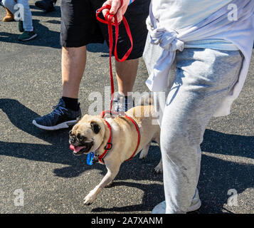 Ansimando e sorridente pug di razza cane, con un cavo rosso, si camminava su un guinzaglio rosso in tra un casualmente vestito uomo e donna. Foto Stock