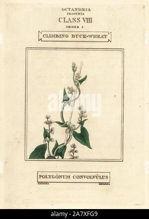 Wild grano saraceno, Fallopia convolvulus (arrampicata grano saraceno, Polygonum convolvulus). Handcolored incisione su rame dopo una illustrazione di Richard Duppa dalla sua le classi e gli ordini del sistema Linnaean di botanica, Longman, Hurst, Londra, 1816. Foto Stock