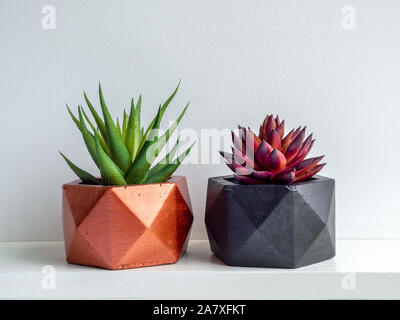 Il verde e il rosso di piante succulente in moderno in bianco e nero e colori di rame geometrica piantatrici concrete sul ripiano bianco isolato su sfondo bianco. Bella pai Foto Stock