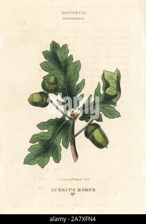 British comune albero di quercia, Quercus robur. Handcolored incisione su rame dopo una illustrazione di Richard Duppa dalla sua le classi e gli ordini del sistema Linnaean di botanica, Longman, Hurst, Londra, 1816. Foto Stock