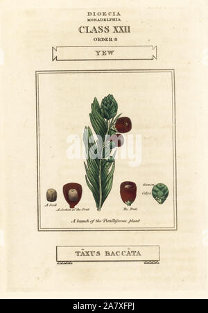 Yew Tree, Taxus baccata. Handcolored incisione su rame dopo una illustrazione di Richard Duppa dalla sua le classi e gli ordini del sistema Linnaean di botanica, Longman, Hurst, Londra, 1816. Foto Stock