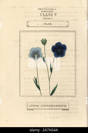 Lino Linum usitatissimum. Handcolored incisione su rame dopo una illustrazione di Richard Duppa dalla sua le classi e gli ordini del sistema Linnaean di botanica, Longman, Hurst, Londra, 1816. Foto Stock