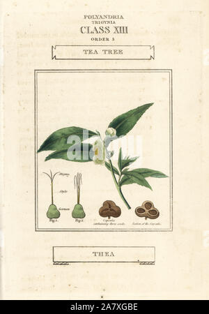 Tea Tree, Camellia sinensis (Thea bohea). Handcolored incisione su rame dopo una illustrazione di Richard Duppa dalla sua le classi e gli ordini del sistema Linnaean di botanica, Longman, Hurst, Londra, 1816. Foto Stock